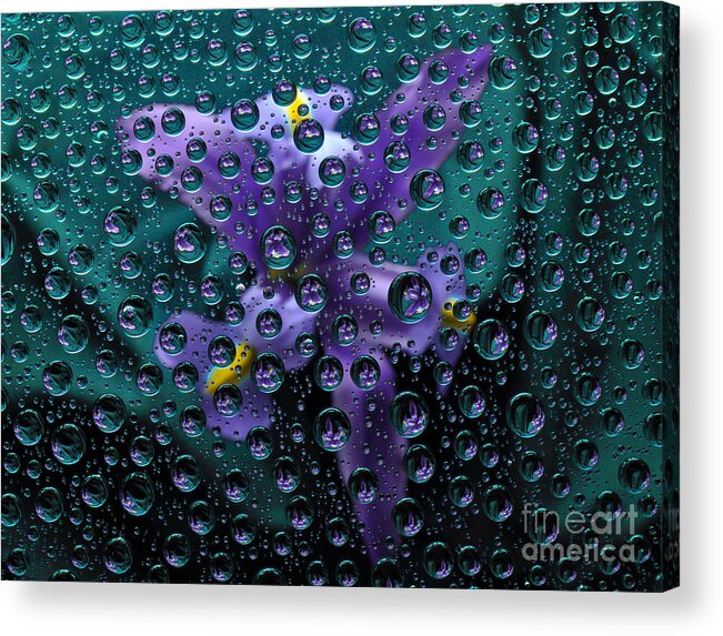 Iris Acrylic Print featuring the photograph A spray of irises. by Josephine Cohn