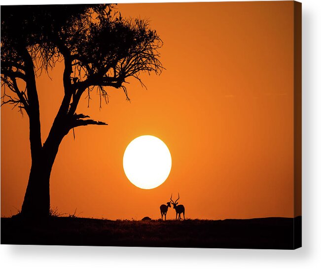 Ibex Acrylic Print featuring the photograph African Sunset by Jonathan Zhang