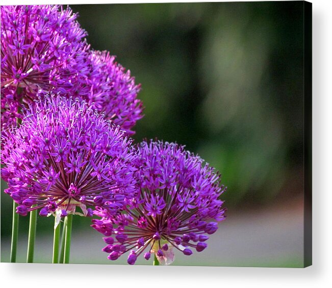 Allium Acrylic Print featuring the photograph Alliums by David T Wilkinson