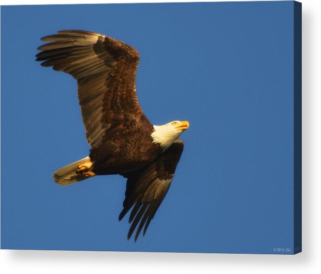 American Acrylic Print featuring the photograph American Bald Eagle Close-ups over Santa Rosa Sound with Blue Skies by Jeff at JSJ Photography