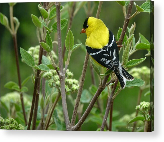 American Goldfinch Acrylic Print featuring the photograph American Goldfinch by Bruce Morrison