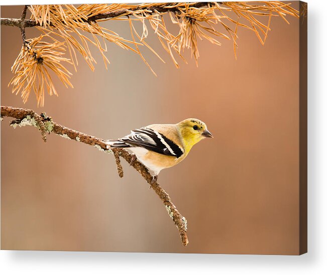Yellow Acrylic Print featuring the photograph American Goldfinch - Winter Plumage by Christy Cox