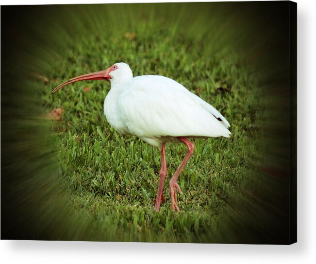 Ibis Acrylic Print featuring the photograph American White Ibis by Audrey Robillard
