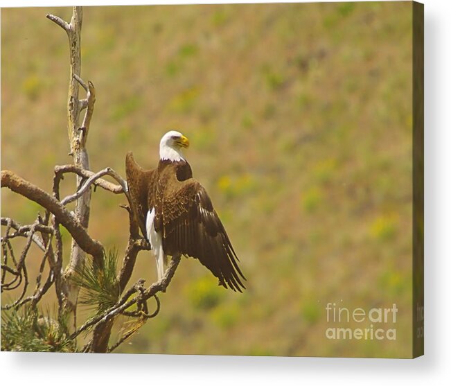 Eagles Acrylic Print featuring the photograph An Eagle Stretching Its Wings by Jeff Swan