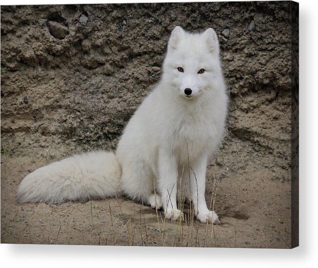 White Fox Acrylic Print featuring the photograph Arctic Fox by Athena Mckinzie