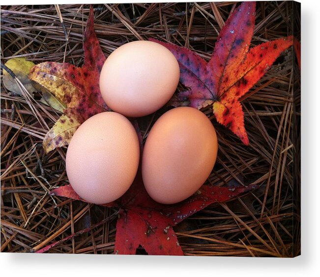 Egg Acrylic Print featuring the photograph Autumn Eggs by Marcia B