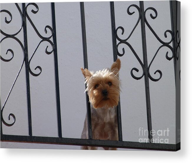 Dog Acrylic Print featuring the photograph Balcony Dog by Phil Banks