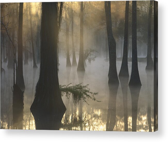 Feb0514 Acrylic Print featuring the photograph Bald Cypress Swamp At Dawn Lake Fausse by Tim Fitzharris