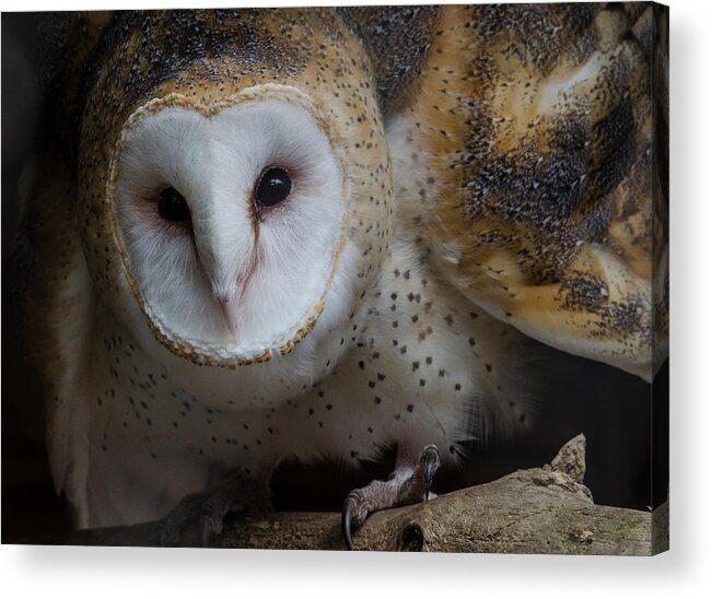 Barn Owl Acrylic Print featuring the photograph Barn Owl by Michael Hubley