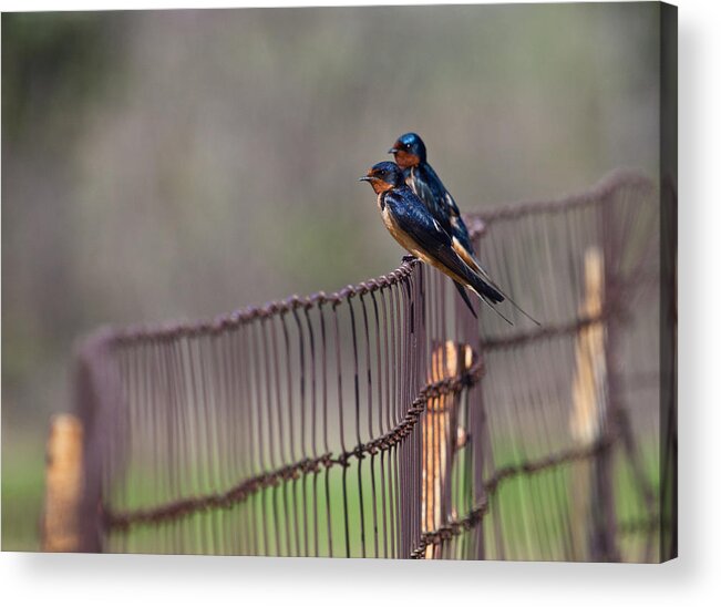 Barn Swallow Acrylic Print featuring the photograph Barn Swallows on the Fence by Mark Alder