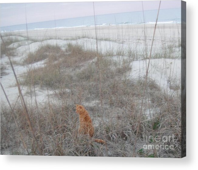 Beach Acrylic Print featuring the photograph Beach Cat.... by WaLdEmAr BoRrErO