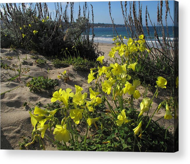 Flowers Acrylic Print featuring the photograph Beach Flowers by Derek Dean