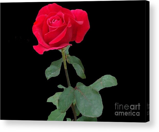 Rose Acrylic Print featuring the photograph Beautiful Red Rose by Janette Boyd