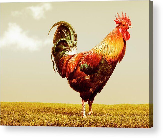 Grass Acrylic Print featuring the photograph Beautiful Rooster by Aluxum