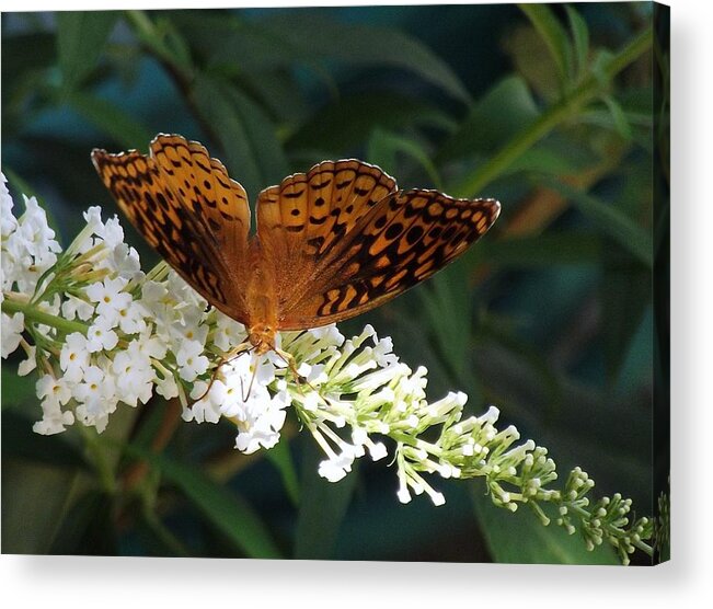 Nature Photographs Acrylic Print featuring the photograph Beauty of nature by James McAdams