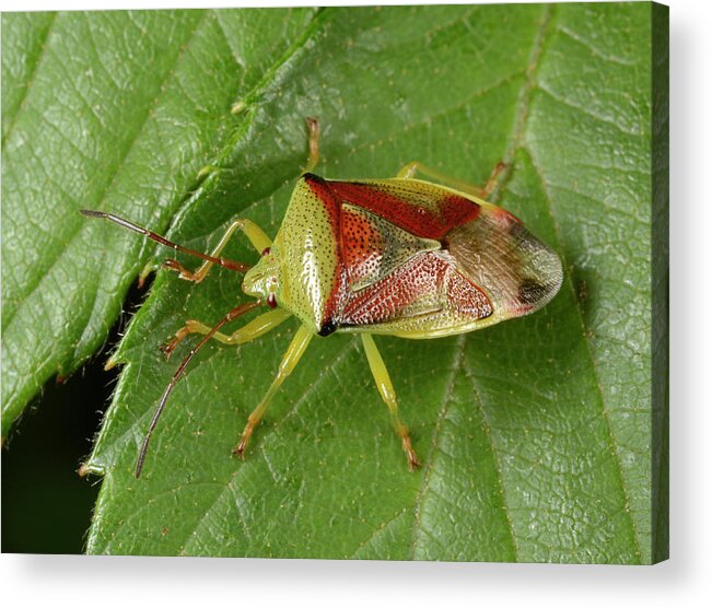 1 Acrylic Print featuring the photograph Birch Shield Bug by Nigel Downer