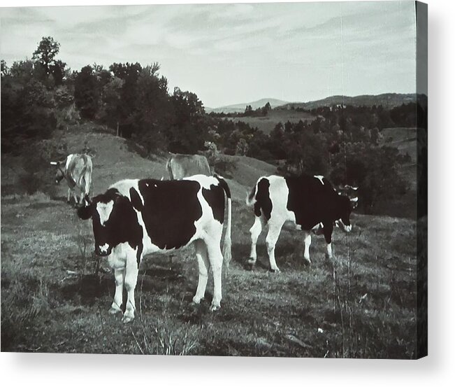 Black And White Photograph Acrylic Print featuring the photograph Black and White Cows by Joan Reese