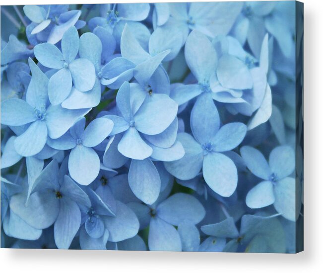 Hydrangea Acrylic Print featuring the photograph Blue Hydrangea Close-up by Daniela Duncan