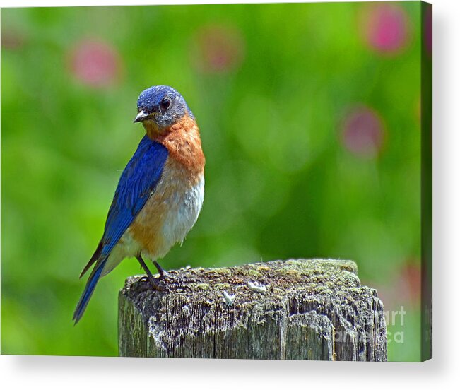 Bird Acrylic Print featuring the photograph Bluebird on a Fence Post by Rodney Campbell