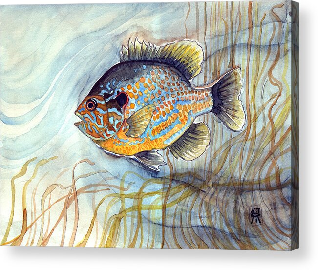 Bluegill Fish Acrylic Print featuring the painting Bluegill by Katherine Miller