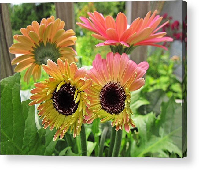  Acrylic Print featuring the photograph Brown Eyed Gerbera Daisies by MTBobbins Photography