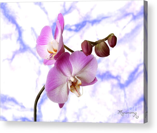 Flora Acrylic Print featuring the photograph Budding Orchids by Mariarosa Rockefeller