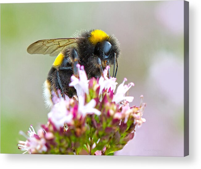 Nature Acrylic Print featuring the photograph Buff Tailed Bumblebee by Steven Poulton