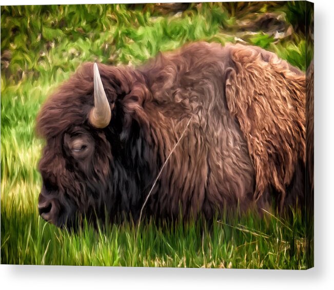 Bison Acrylic Print featuring the painting Buffalo Cat Nap by Michael Pickett