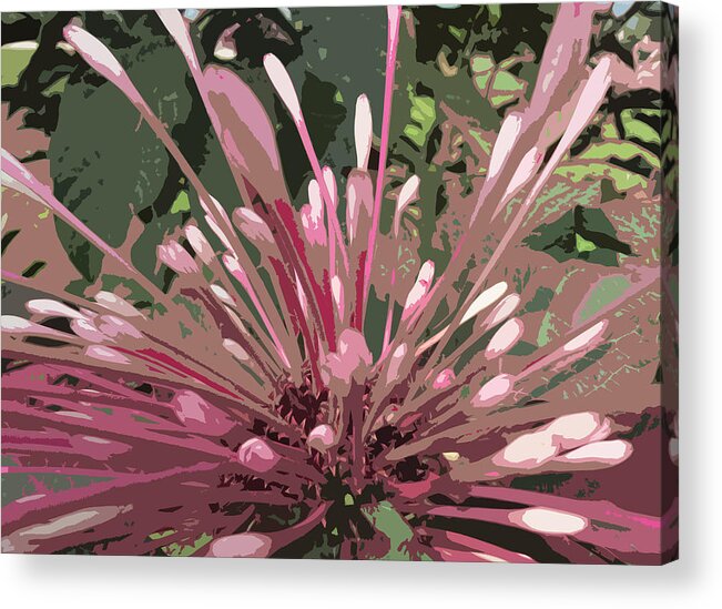 Pink Acrylic Print featuring the photograph Burst of color 1 by Alan Metzger