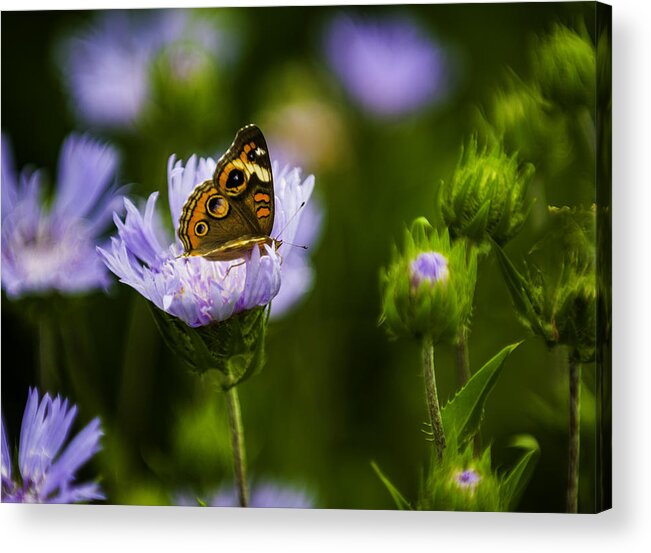 Close-ups Acrylic Print featuring the photograph Butterfly in Field by Donald Brown