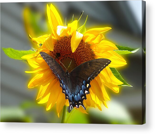  Photograph Acrylic Print featuring the photograph Butterfly Sunday by M Three Photos