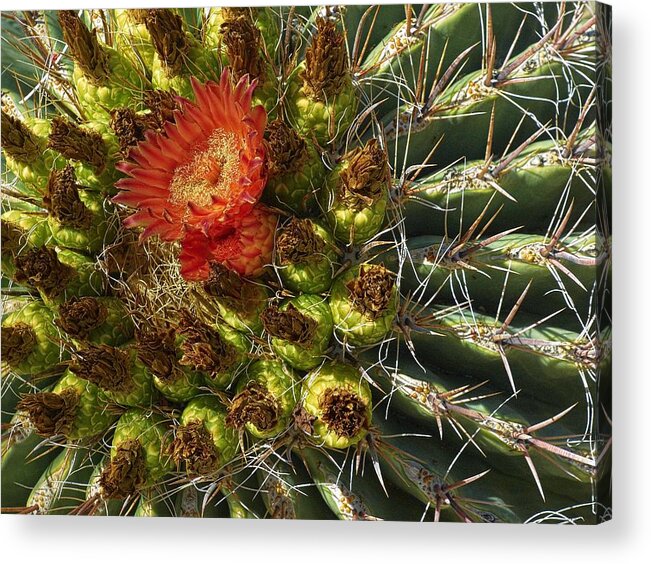 Cactus Acrylic Print featuring the photograph Cactus Flower by Steve Ondrus