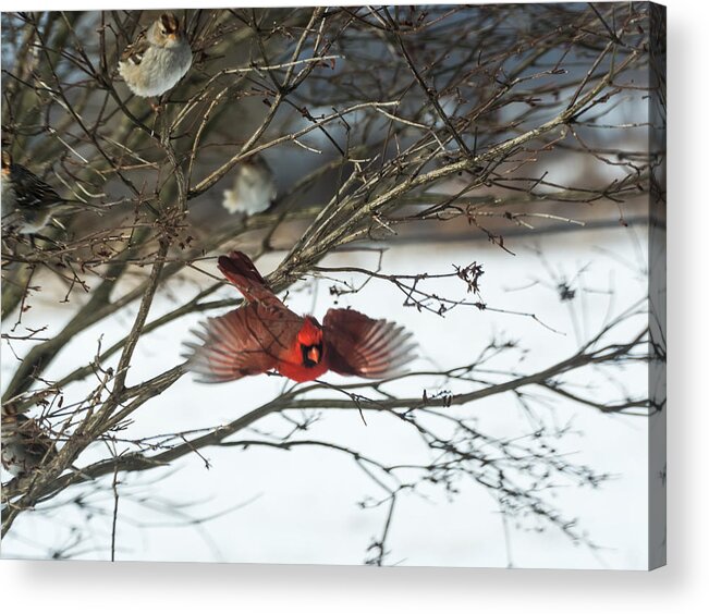 Jan Holden Acrylic Print featuring the photograph Cardinal in Flight by Holden The Moment