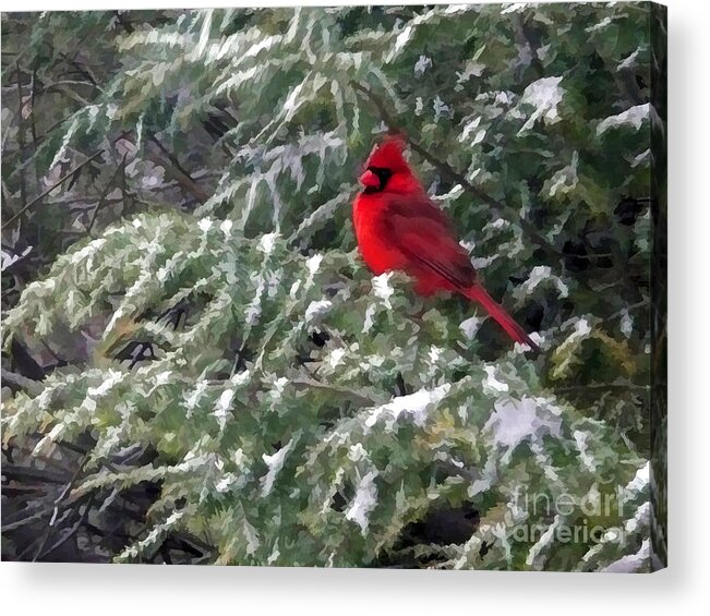 Cardinal Acrylic Print featuring the digital art Cardinal in Snow by Jayne Carney