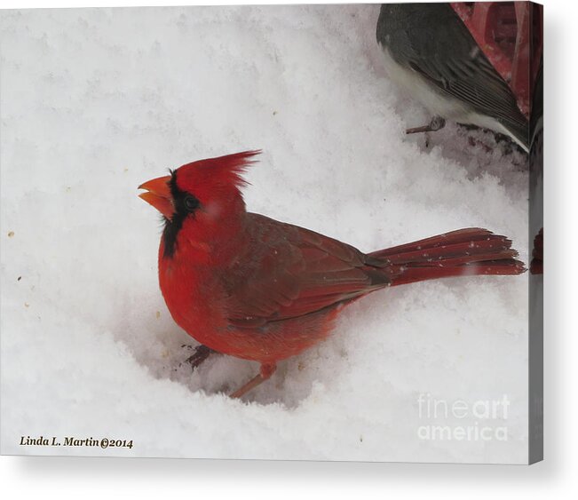 Cardinal Acrylic Print featuring the photograph Cardinal in Snow by Linda L Martin
