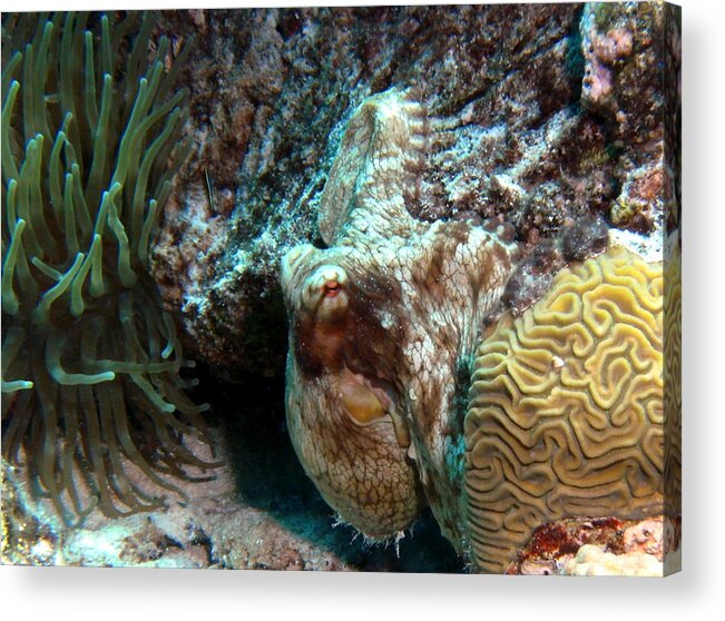 Nature Acrylic Print featuring the photograph Caribbean Reef Octopus next to Green Anemone by Amy McDaniel