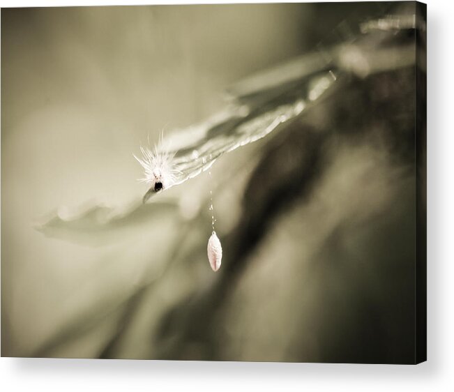 Caterpillar Acrylic Print featuring the photograph Caterpillar In Waiting by Carolyn Marshall