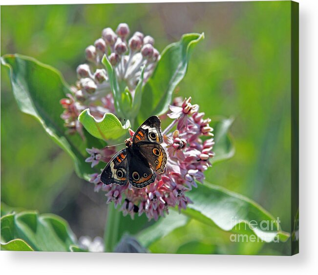 Butterfly In Chisholm Park; Butterfly; Butterflies; Monarch; The Great Outdoors; Great Plains Nature Center In Wichita; Chisolm Park In Wichita; Nature; Plants; Butterflies In The Garden; Center Of Attention; Beauty;  Acrylic Print featuring the photograph Center of attention by Betty Morgan