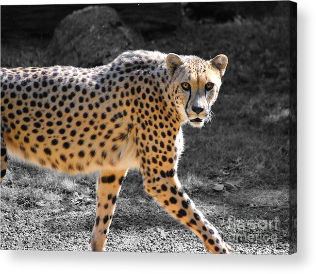 Cheetah Acrylic Print featuring the photograph Cheetah by Jai Johnson