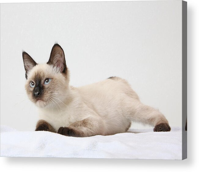 Chocolate Point Siamese Kitten Acrylic Print featuring the photograph Chocolate point siamese by Kimber Butler