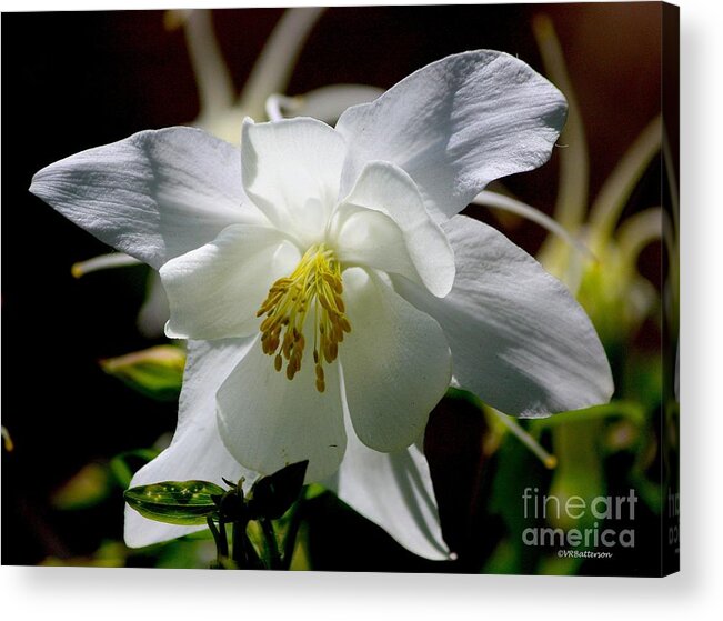 Columbine Acrylic Print featuring the photograph Columbine by Veronica Batterson