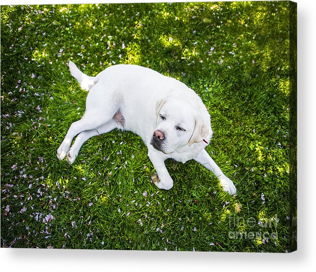 Happy Acrylic Print featuring the photograph Contented Dog by Diane Diederich