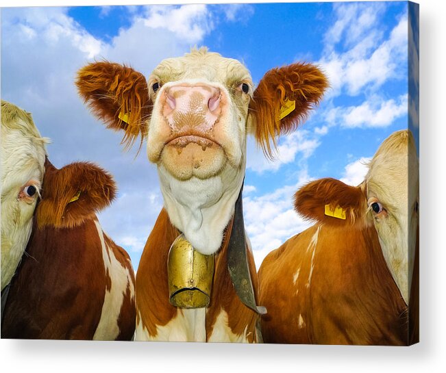 Cow Acrylic Print featuring the photograph Cow looking at you - funny animal picture by Matthias Hauser