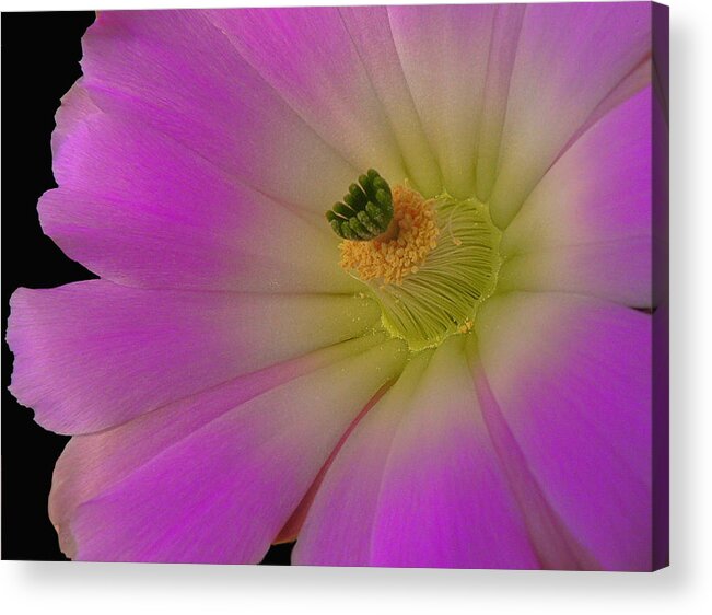 Crawling Alicoche Acrylic Print featuring the photograph Crawling Alicoche by James Capo