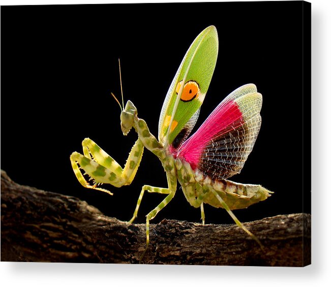 Insect Acrylic Print featuring the photograph Creobroter by Adegsm