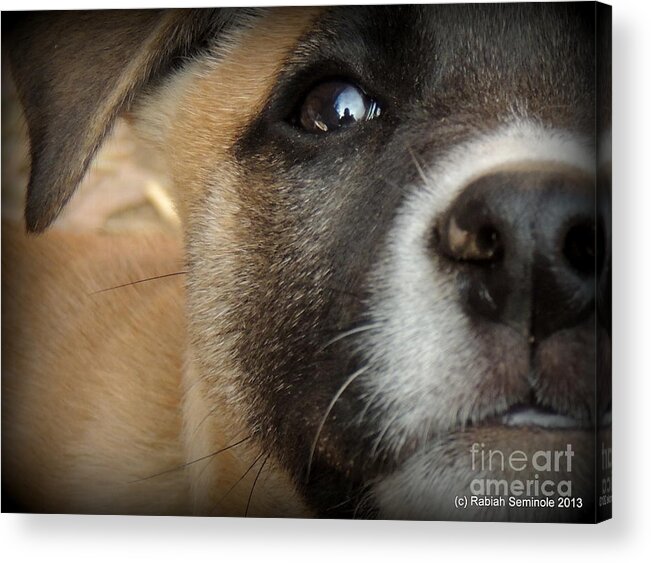 Puppy Acrylic Print featuring the photograph Cuteness Abounds by Rabiah Seminole