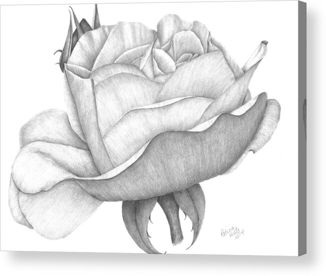 Rose Acrylic Print featuring the drawing Distant Drum Rose Bloom by Patricia Hiltz