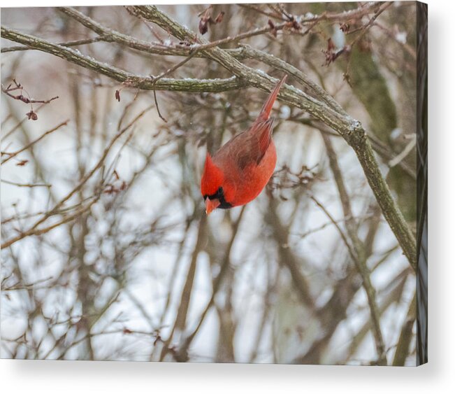 Jan Holden Acrylic Print featuring the photograph Diving Cardinal by Holden The Moment