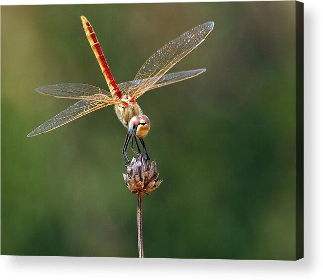 Dragonfly Acrylic Print featuring the photograph Dragonfly by Meir Ezrachi