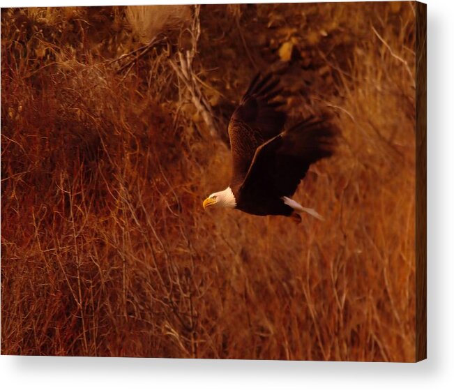 Eagles Acrylic Print featuring the photograph Eagle In Flight by Jeff Swan